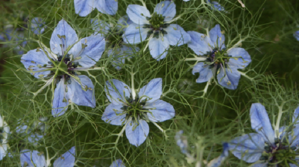 Nigella Sativa in fiore