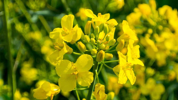 A cosa serve il selenio 