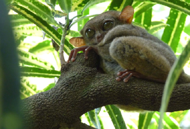 Caratteristiche del tarsio