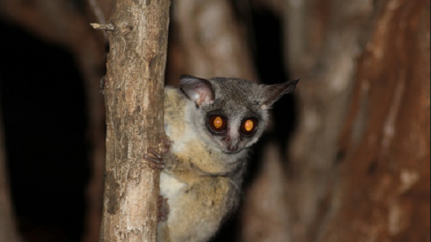 Caratteristiche del tarsio Caratteristiche del tarsio