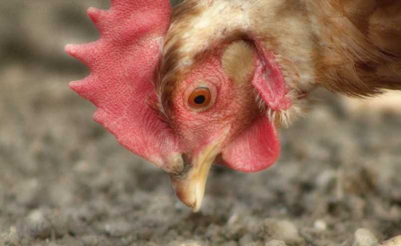 Cosa significa allevamento intensivo