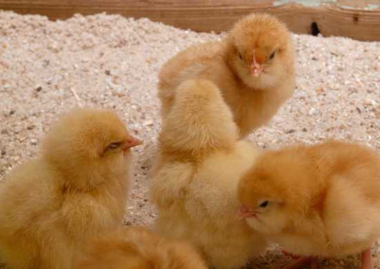 pulcini allevamento intensivo