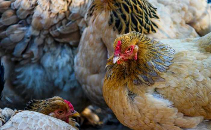 Cosa_significa_allevamento_intensivo