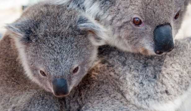Quali animali vivono in Australia