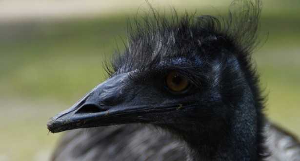 Quali animali vivono in Australia