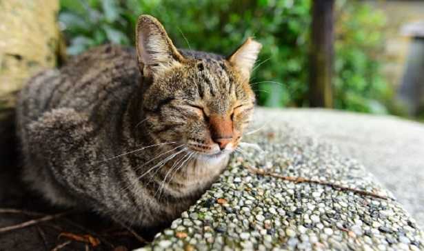 come parlano i gatti 