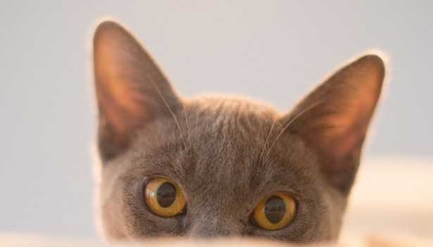 Come parlano i gatti