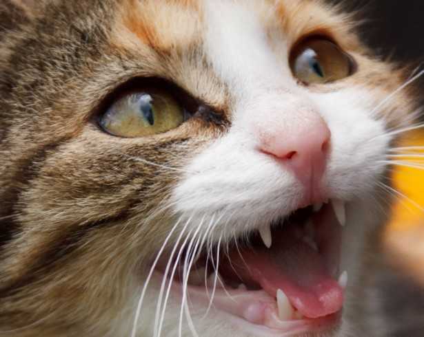 Come parlano i gatti