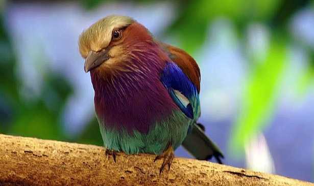 Ghiandaia marina pettolilla