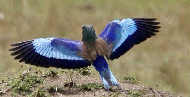 Ghiandaia marina pettolilla