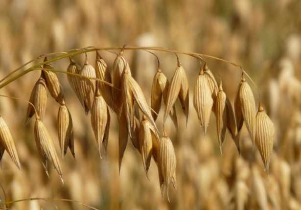 Quale latte vegetale bere