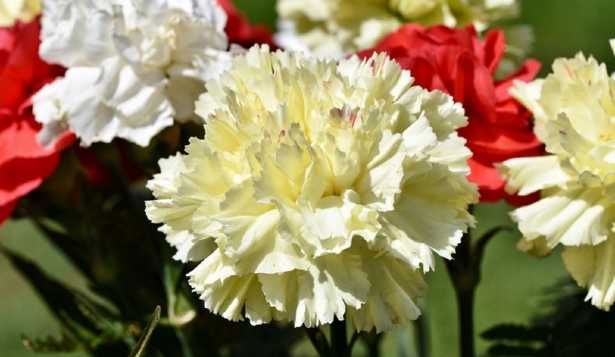 Quanti sono i petali dei fiori