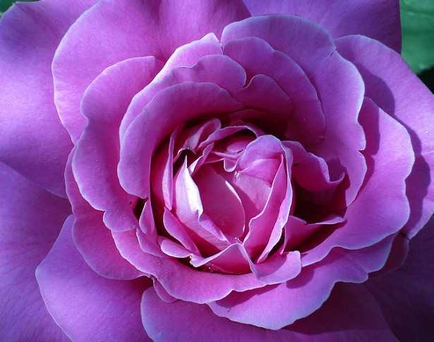 Quanti sono i petali dei fiori