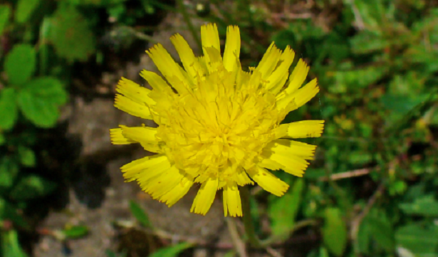 Fiore di Pilosella