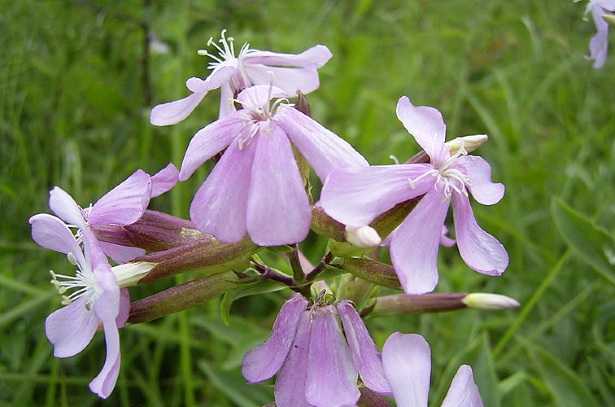 Saponaria Comune