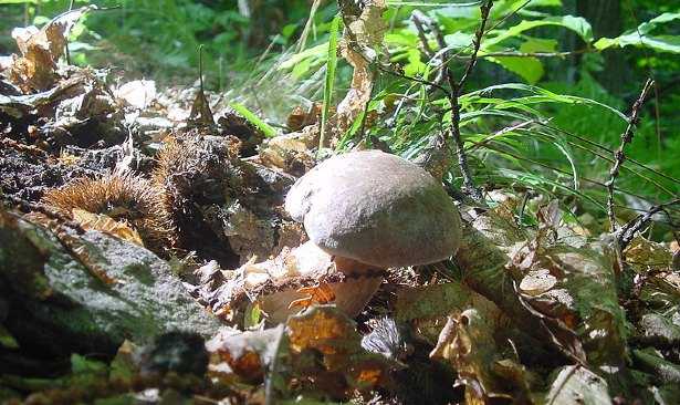 10 cibi per il sistema immunitario