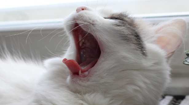 Perché ci sentiamo sempre stanchi