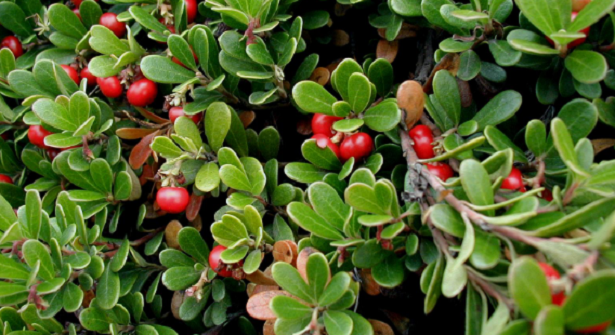 uva ursina uva ursina