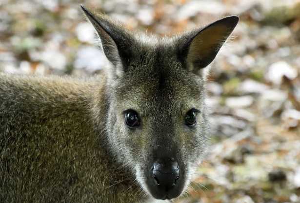 Wallaby delle rocce
