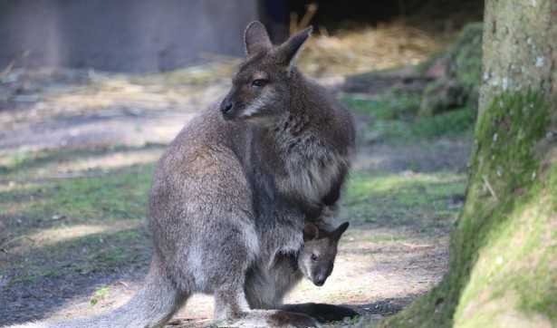 Wallaby delle rocce Wallaby delle rocce