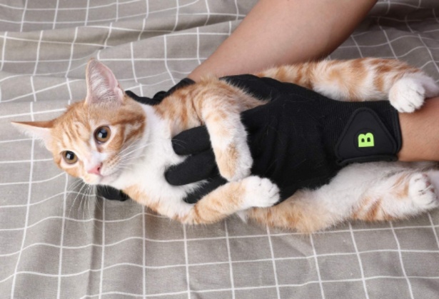 Come accarezzare un gatto