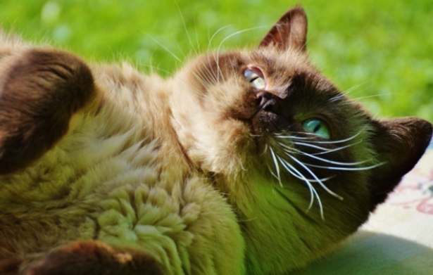 Come accarezzare un gatto