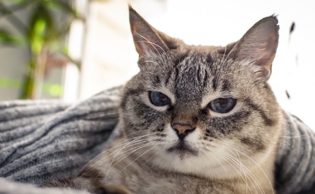 Come accarezzare un gatto