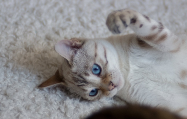 Come accarezzare un gatto