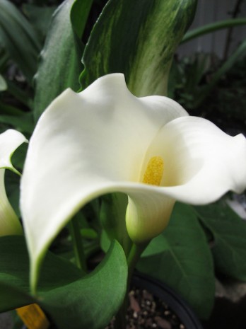 calla bianca