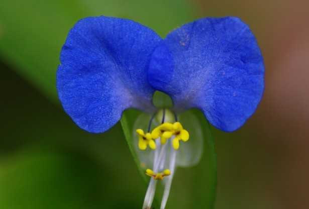 Fiore Pianta Miseria Fiore Pianta Miseria