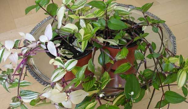 Pianta Miseria Pianta Miseria