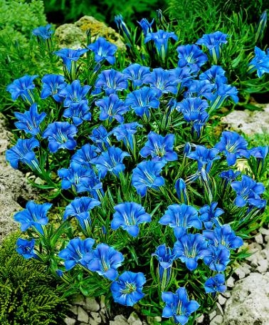 fiori blu per aiuole