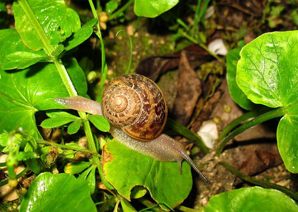 lumaca helix aspersa