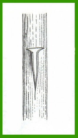 innesto a gemma fase 3