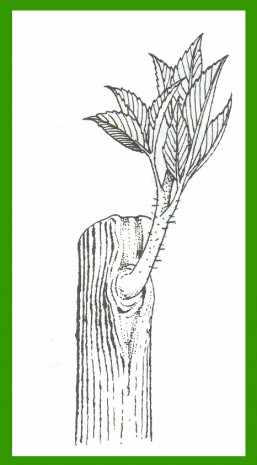 innesto a gemma fase 4