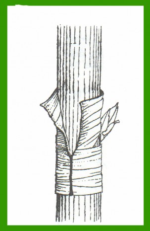 innesto a gemma fase 5