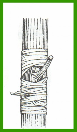 innesto a gemma fase 6