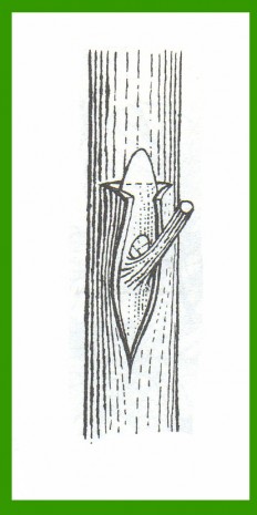 innesto a gemma fase 2