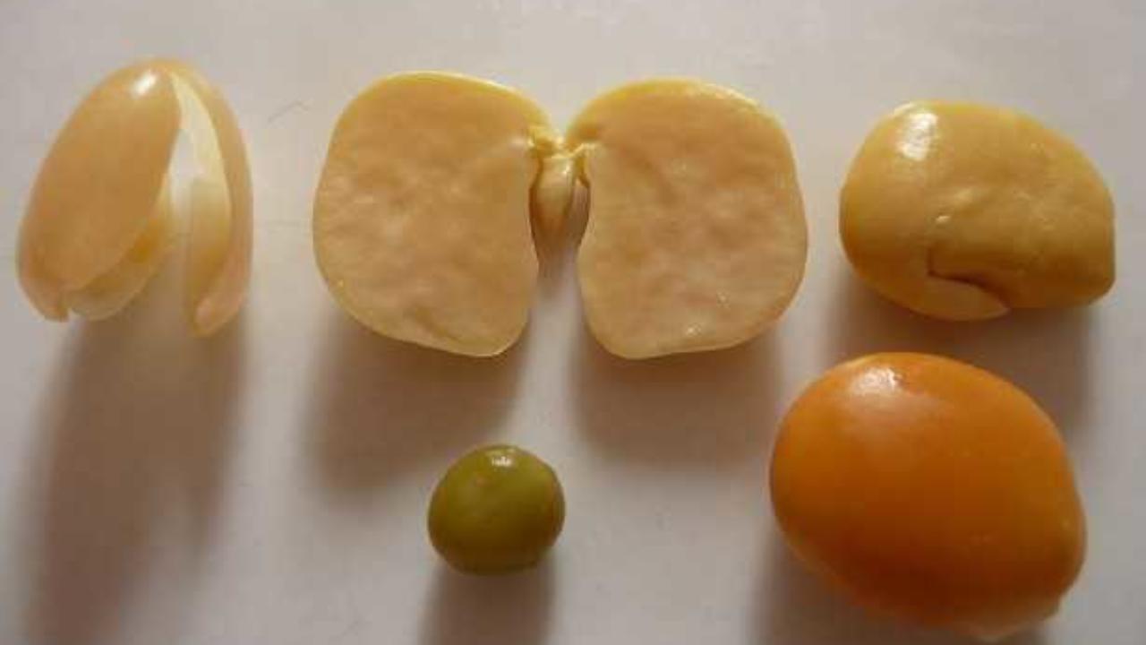 Come Cucinare I Lupini In Modo Facile Idee Green