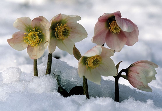 piante resistenti al freddo