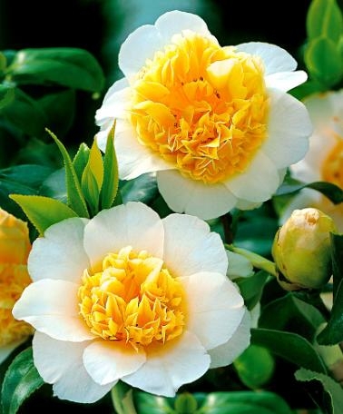 piante resistenti al freddo