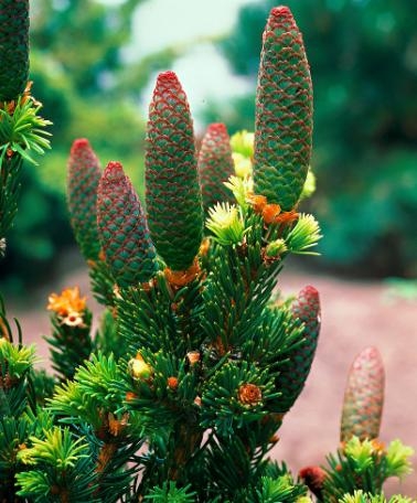 piante resistenti al freddo