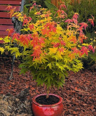 piante resistenti al freddo