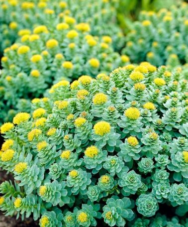 piante resistenti al freddo