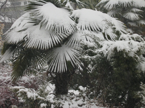 piante resistenti al freddo