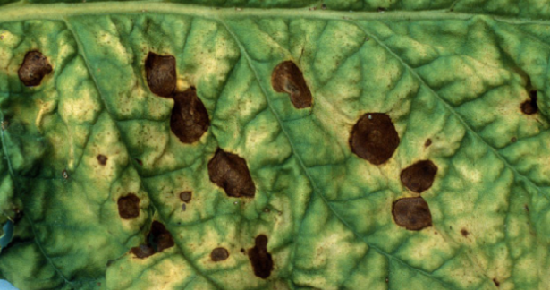 alternaria alternata su foglia