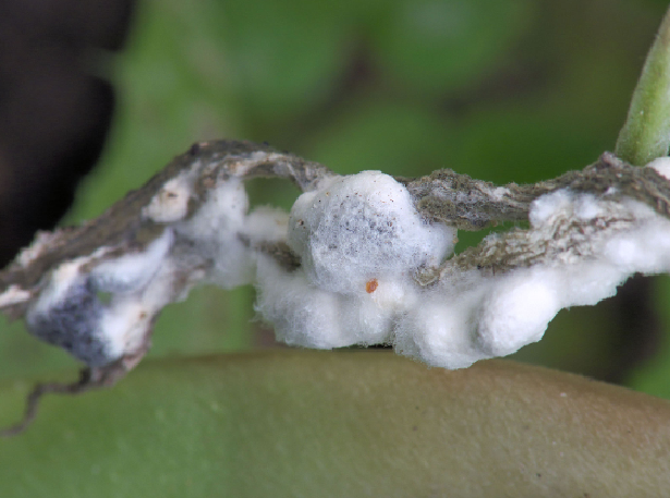 attacco di sclerotinia