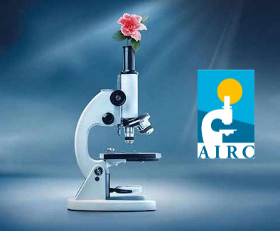 azalea della ricerca