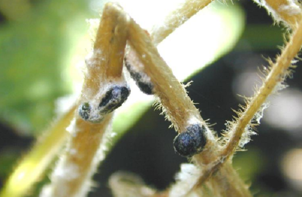 bolle nere di sclerotinia