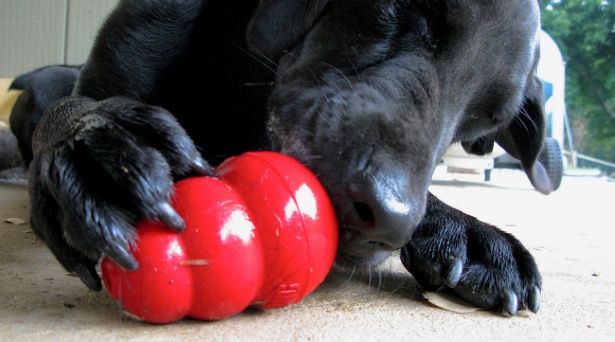 Cosa fare con il cane in casa